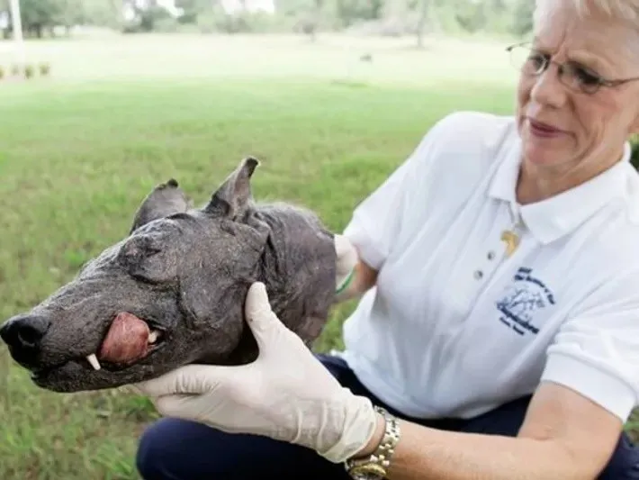 chupacabra_.jpeg_580507240