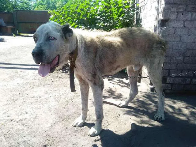 perro-reencuentro-familia