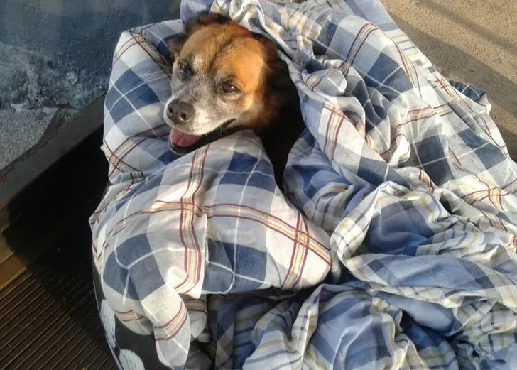 neumaticos-camas-perros4