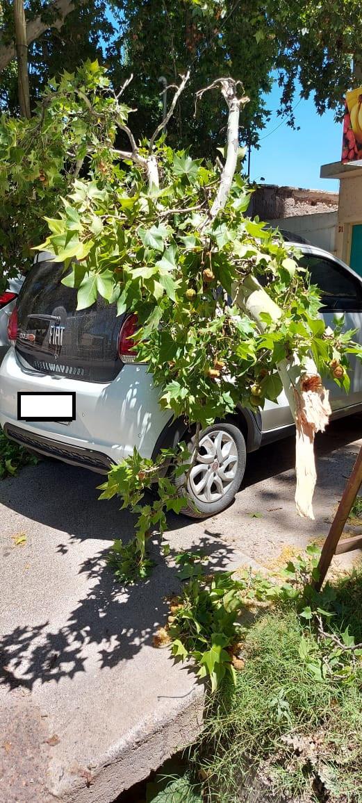 1612643779089Auto golpeado por un arbol - copia