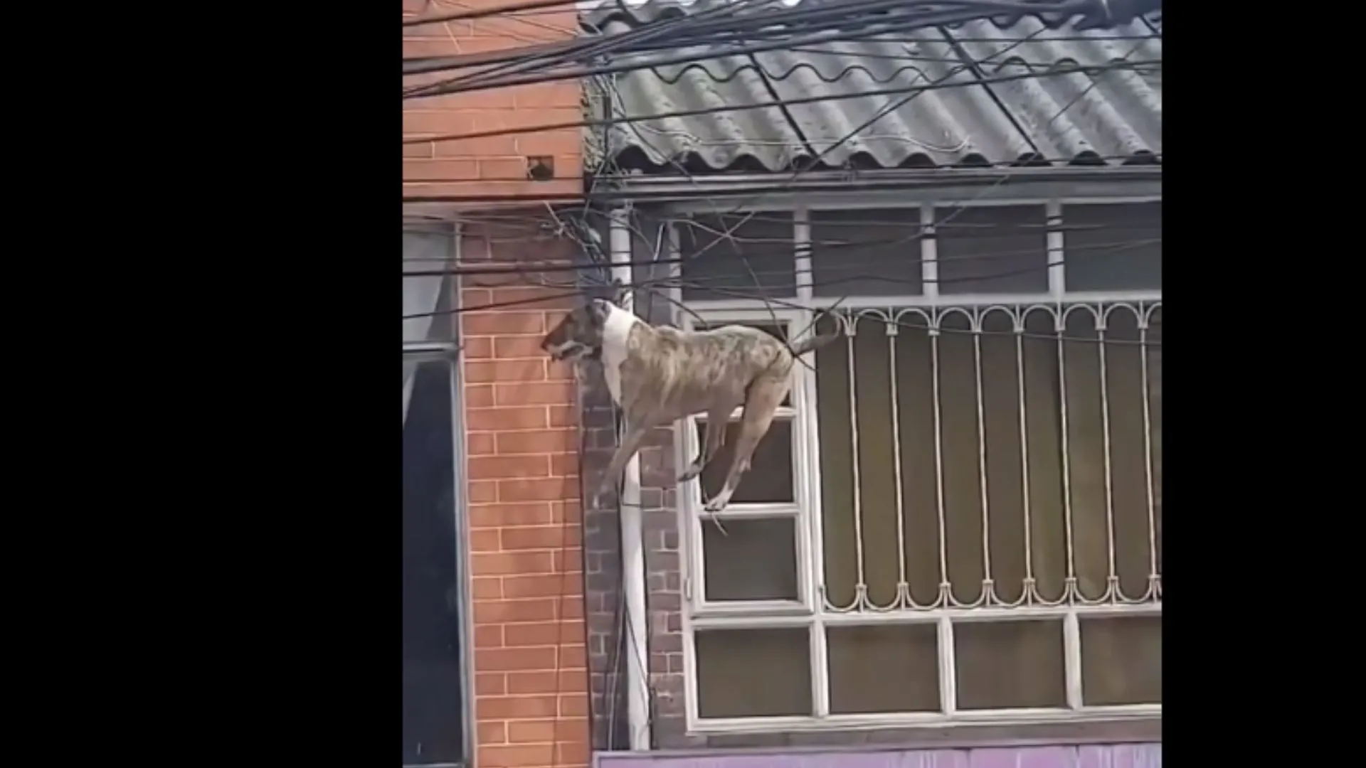 Se electrocutó un perro en un poste de luz, en plena plaza San Martín - La  Voz de Cataratas