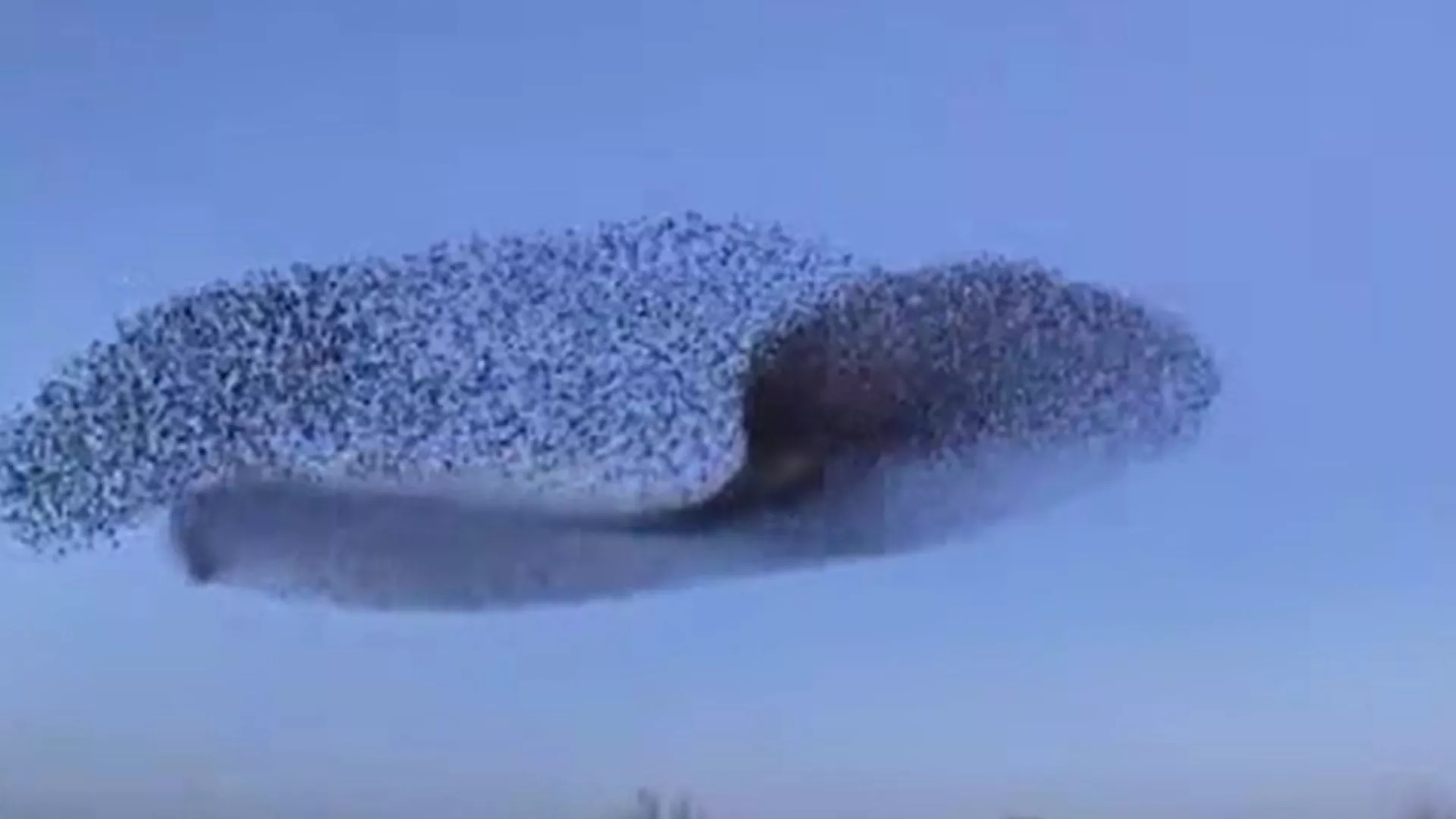 Мурмурация что это такое простыми. Мурмурация что это такое простыми. Скворцы мурмурация. Мурмурация что это такое простыми. Мурмурация что это такое простыми.