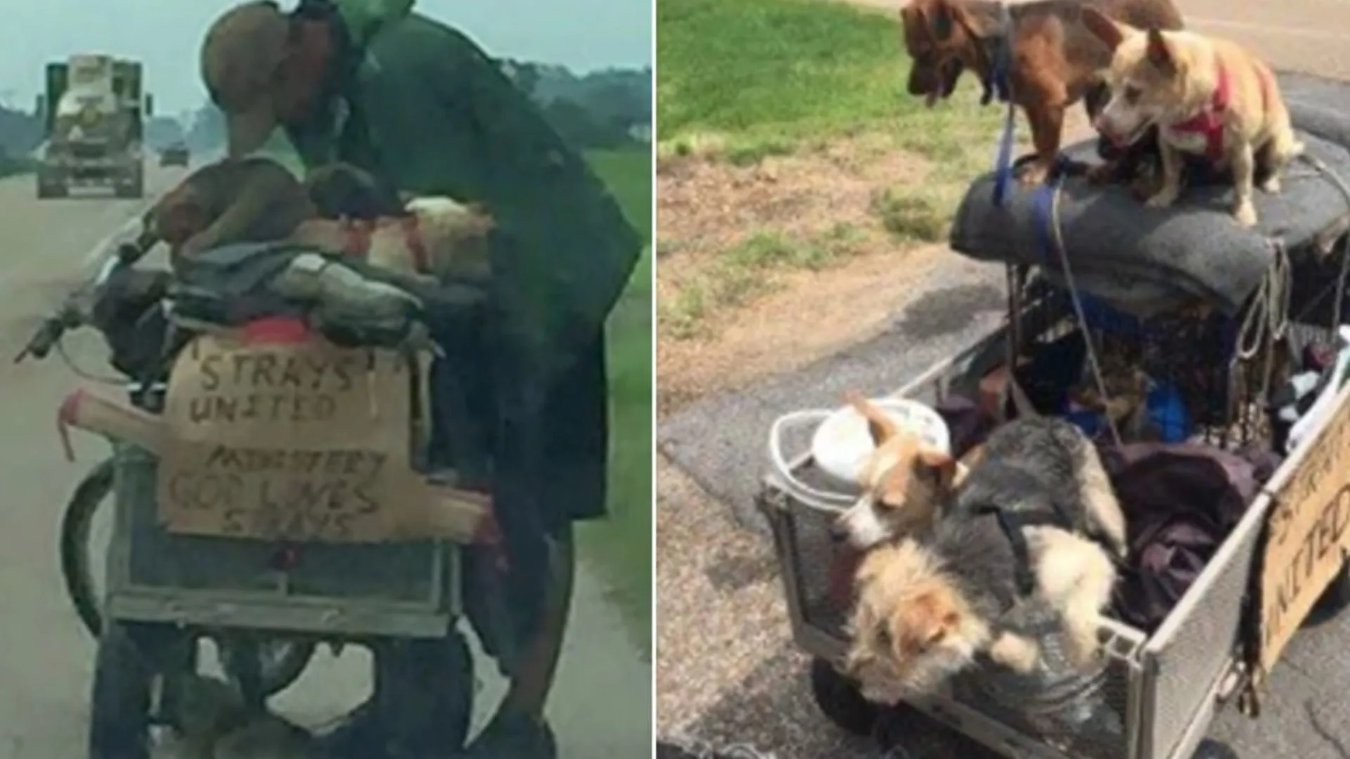 cuanto cobran los rescatadores de perros