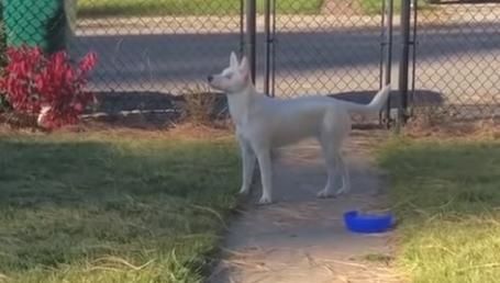 perrita_crop1540064622090.jpg_1018410202