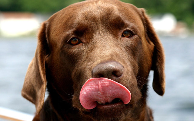 Si-te-preguntas-por-que-lamen-los-perros-aqui-te-lo-explicamos-copia