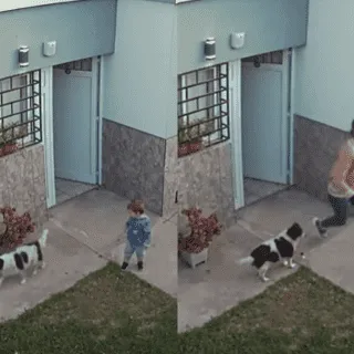 nixo_de_un_axo_escapa_de_su_casa_y_sus_perritos_le_salvan_la_vida.png_1577178466