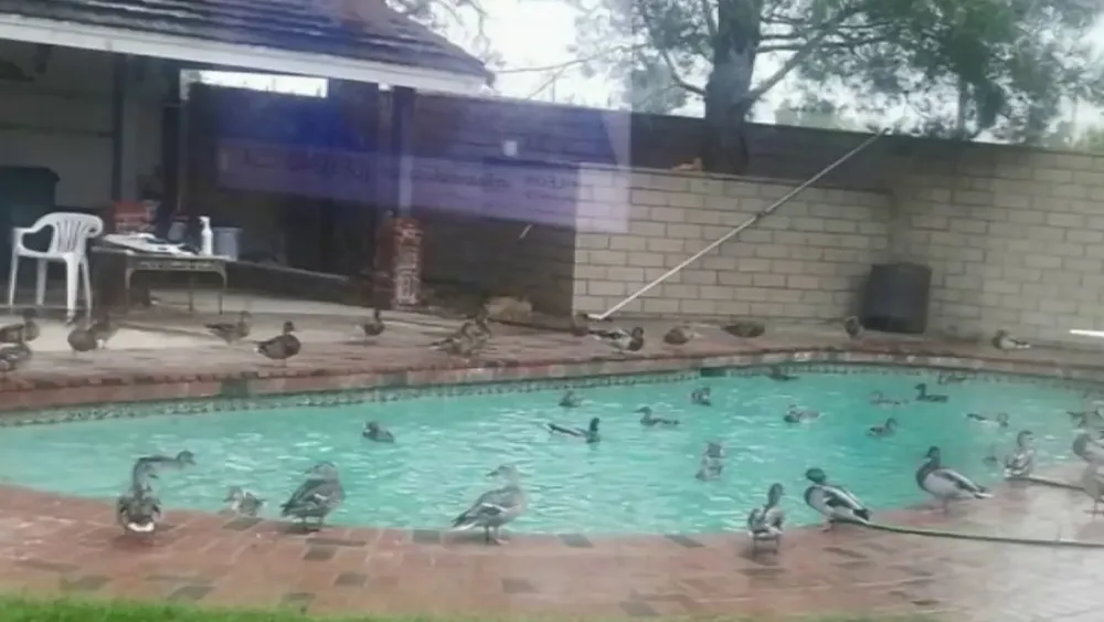 Dozens-of-ducks-cluster-in-Apple-Valley-homes-pool