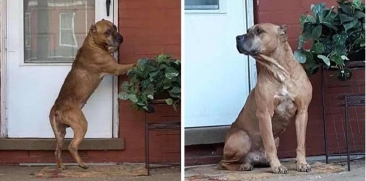 perro-fiel-vendieron-la-casa___kyTrRF9y_1256x620__1