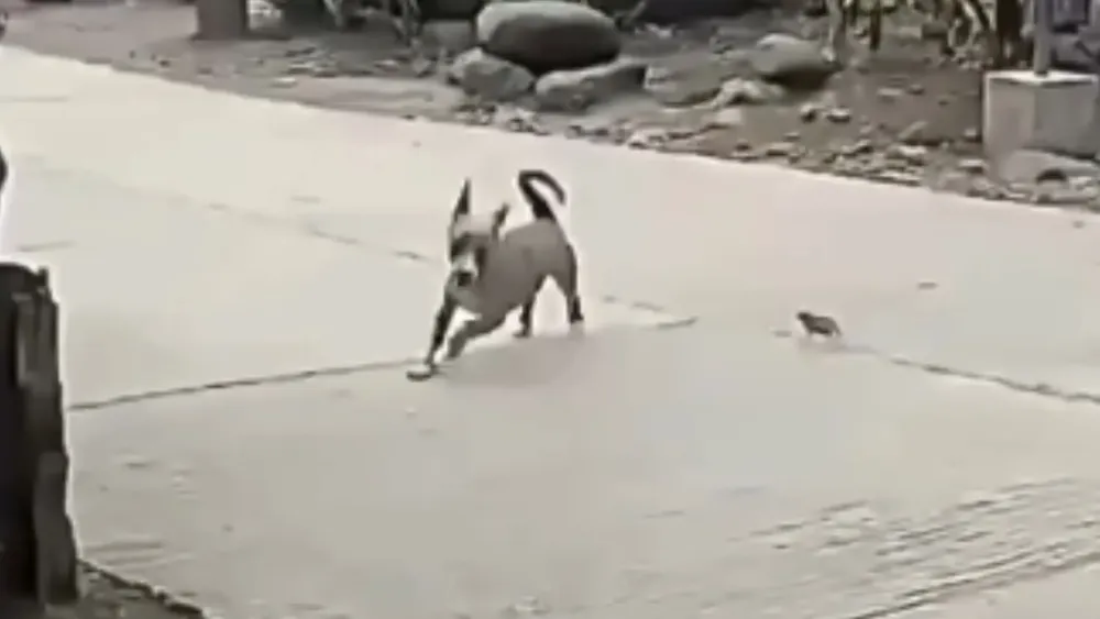 Pollito jugando con perrito