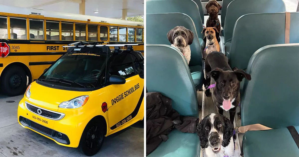 Este-autobus-escolar-para-perros-recoge-a-los-perritos-todos-los-dias-y-los-lleva-a-la-guarderia