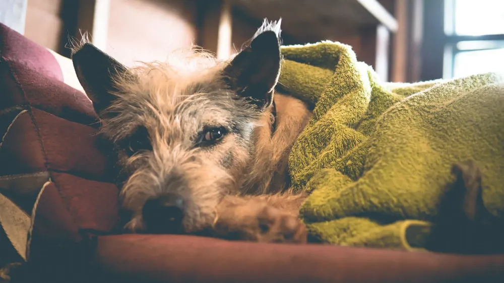 Ayuda a perritos callejeros con frio