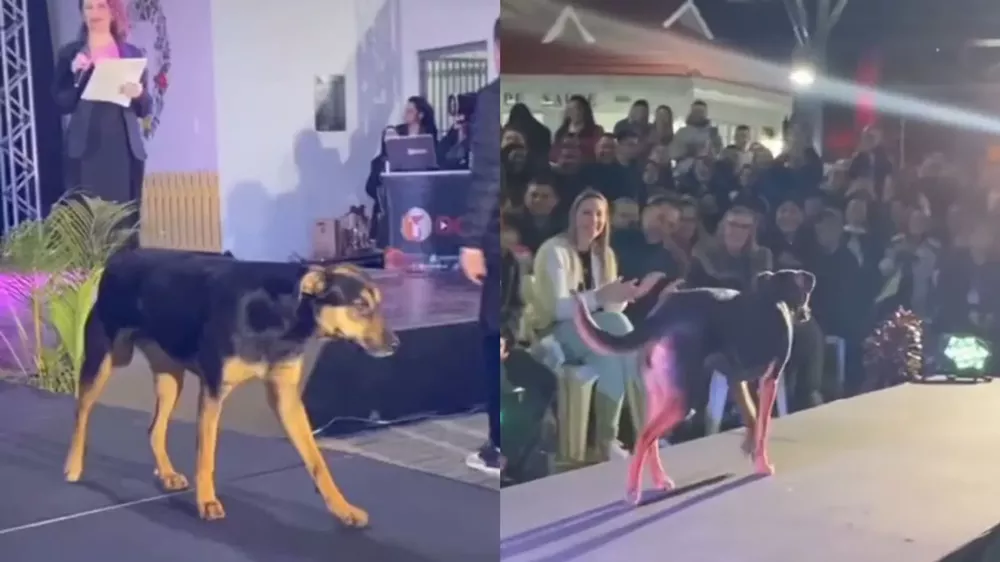 Perro invade la pasarela del desfile de Miss Paraná y es aplaudido por el público
