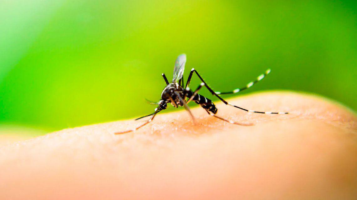 dengue
