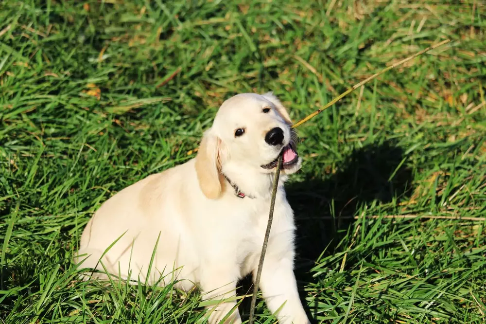 grass-sand-game-puppy-dog-animal-814038-pxhere.com-min-1536x1024
