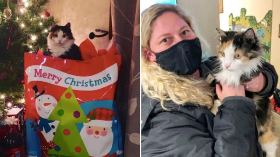 gato_encontrado_5_axos_perdido_1_crop1609018128561.png_1734428432