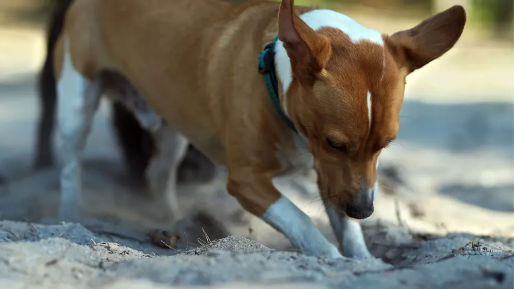 Tu perro de repente rasca el suelo