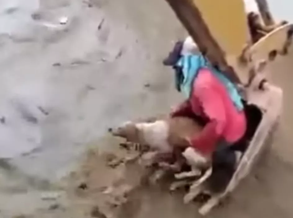 perro