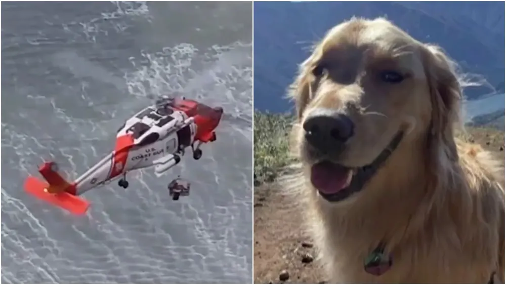 Perrito rescatado de un acantilado