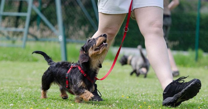 Pasear-a-un-perro-696x365