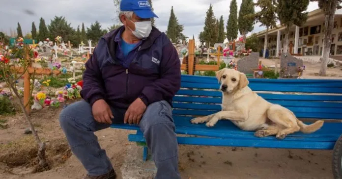 Perro-que-nunca-dejo-el-cementerio-696x365-1