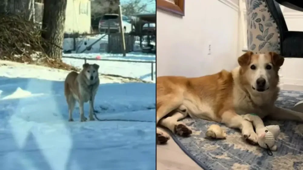 Perrito rescatado