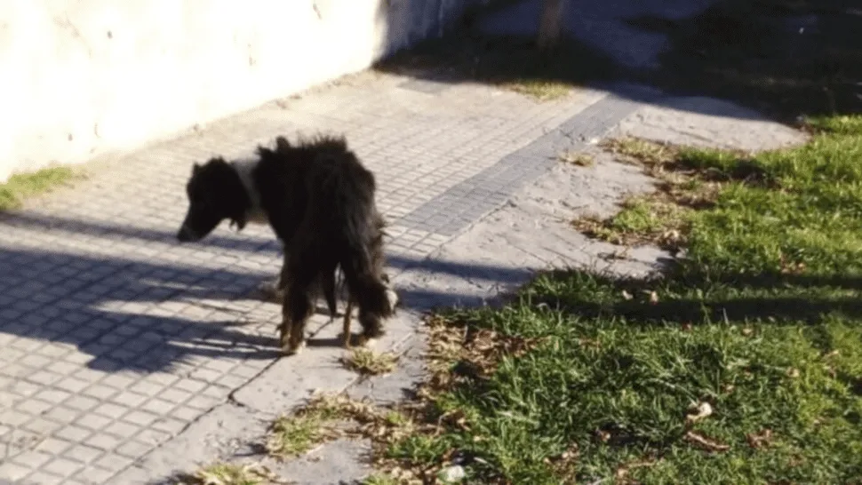 perro_1_crop1649273749313.png_1734428432