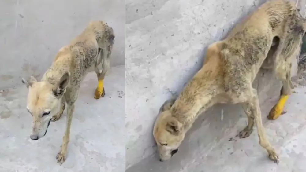 Perrito necesita ayuda