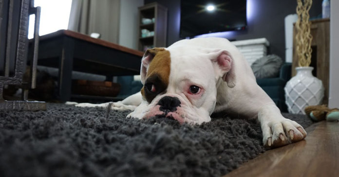 Dejas-a-tu-perro-solo-en-casa-aqui-te-explicamos-algunos-trucos-y-consejos-696x364