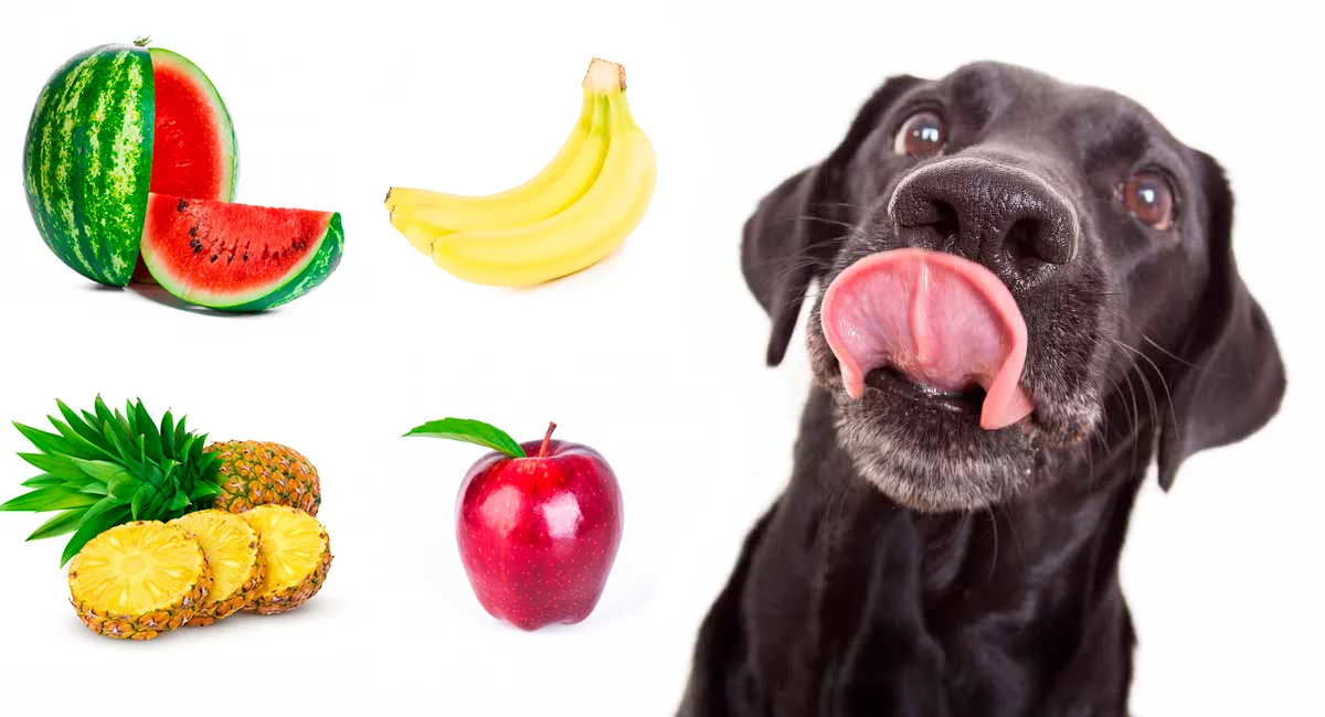 puede un perro comer pieles de manzana