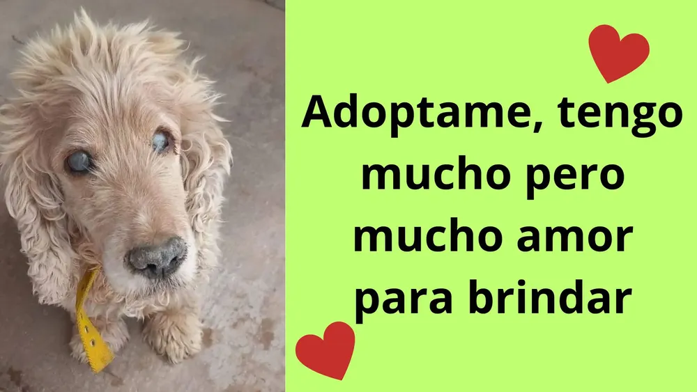 Perrito en adopción