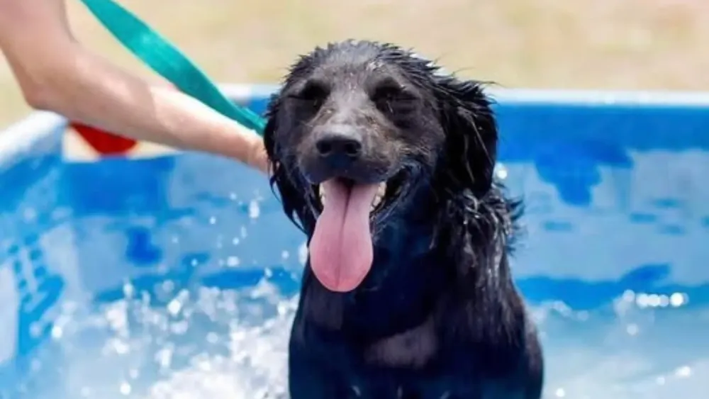 Golpe de calor en perros