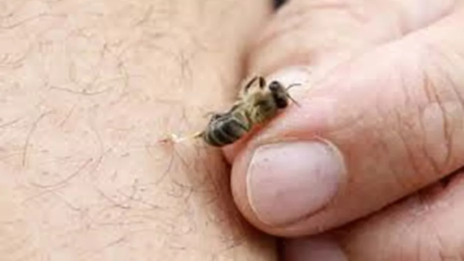 abeja