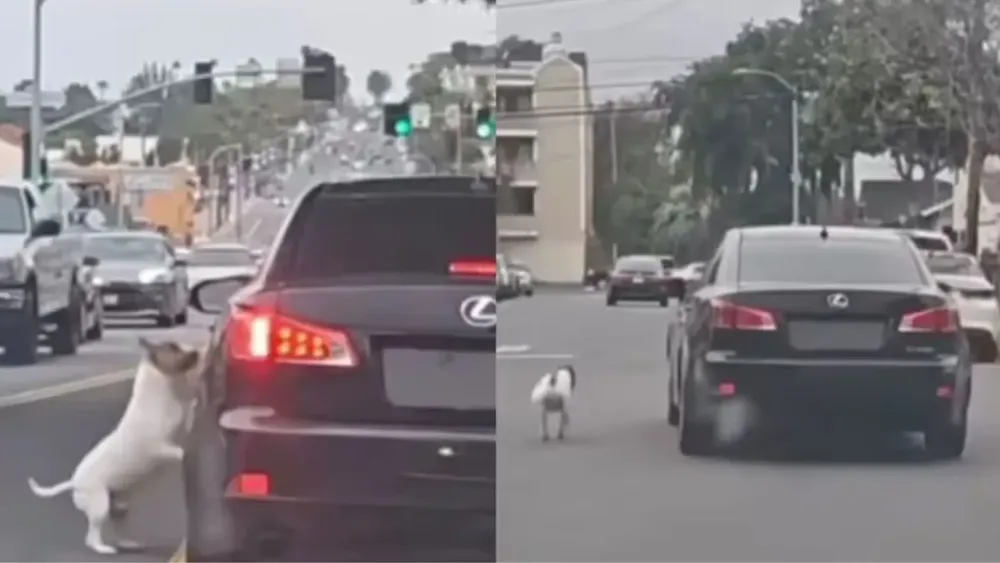 Un perrito fue arrojado desde un auto y corrió para que su dueño no lo abandone