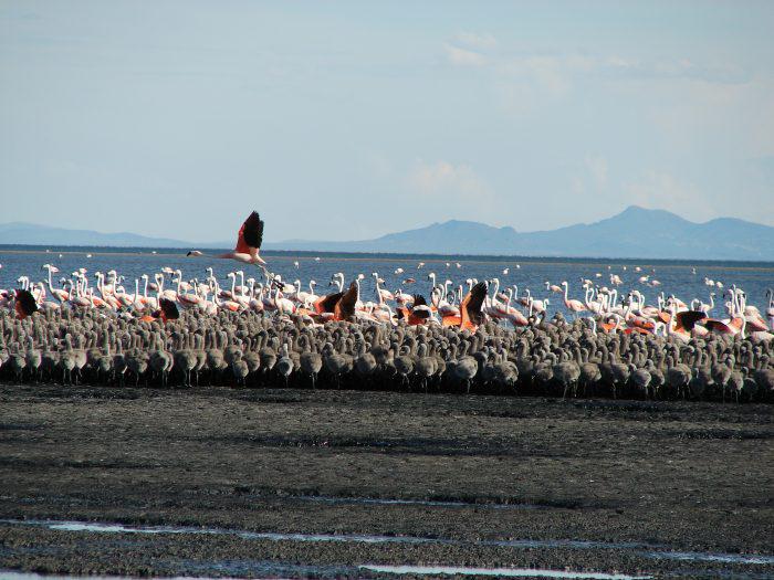 Llancanelo-Flamenco-con-pichones-700x525