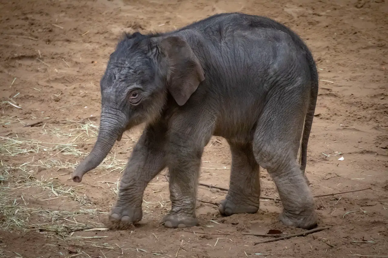 elephant-4020798_1280-min