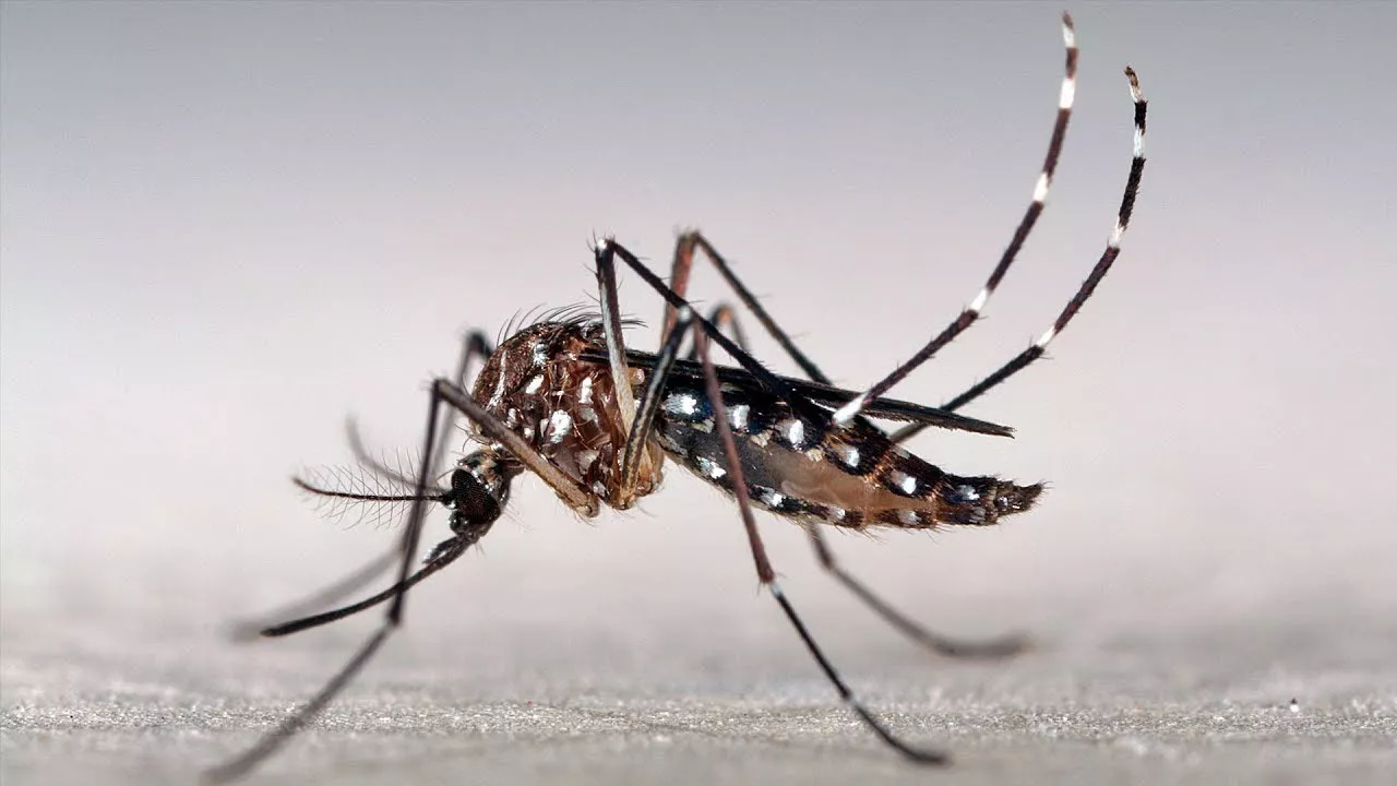 foto-aedes