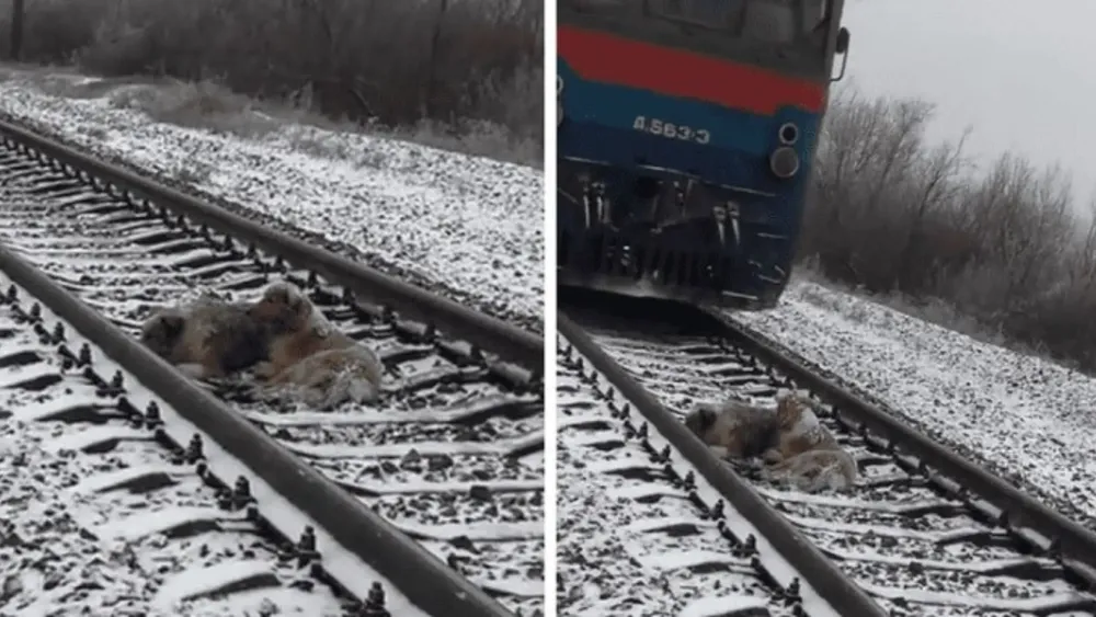 presentacion medicina y salud ilustrativo infantil celeste