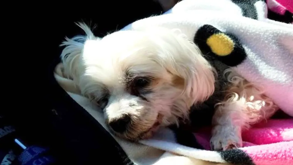 Diseño sin título (1)