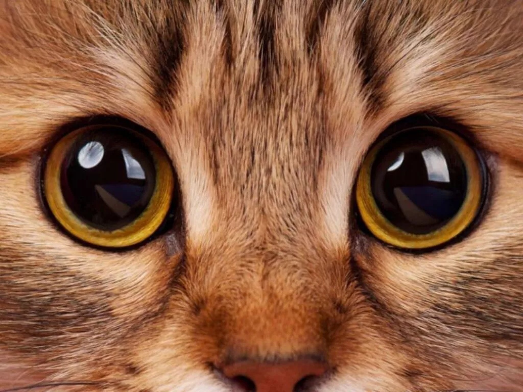 1652961998414Gato