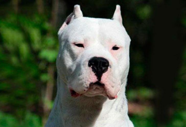 Dogo