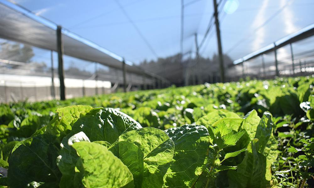 Portada-Agroecología