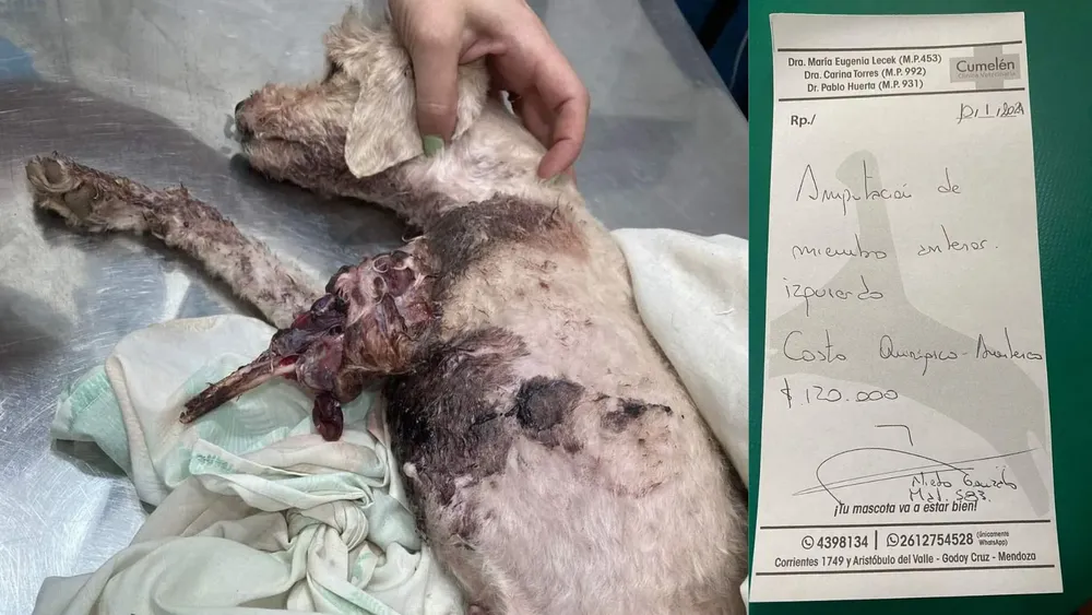 Piden ayuda para una perrita