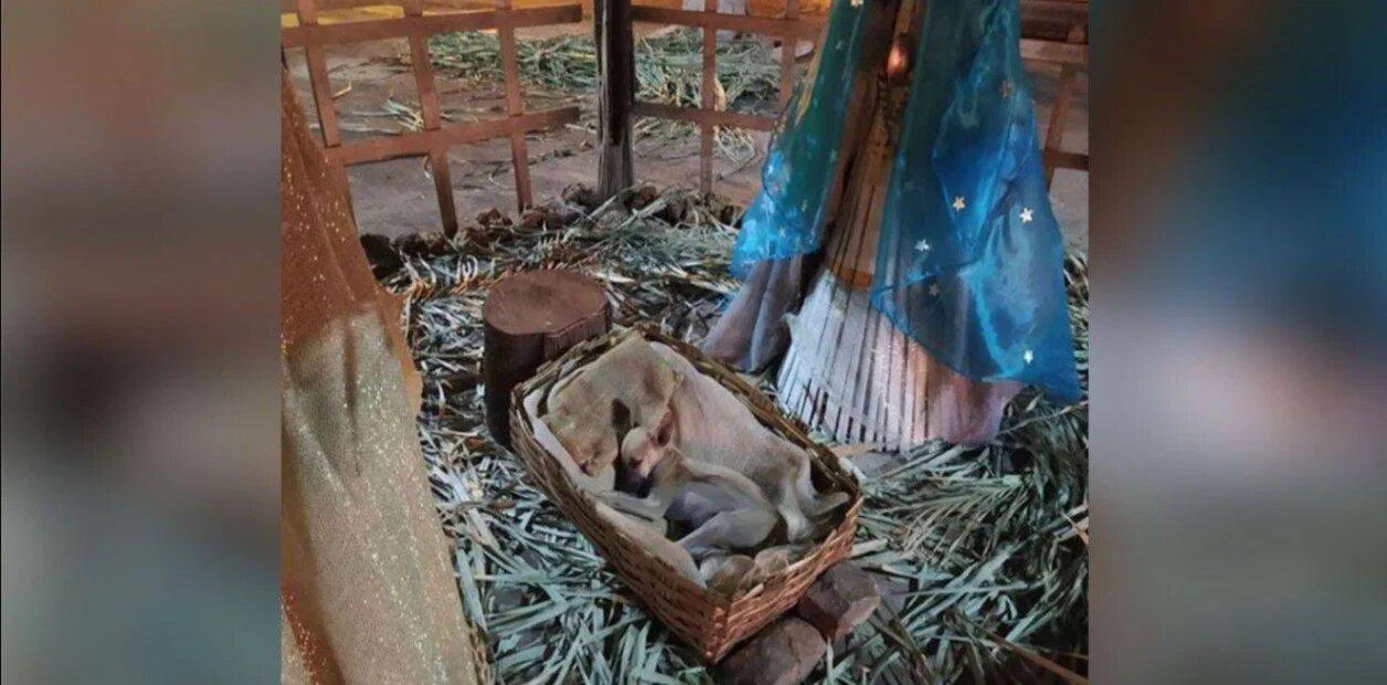 un-perrito-callejero-durmiendo-en___joOKH2vhg_1256x620__1