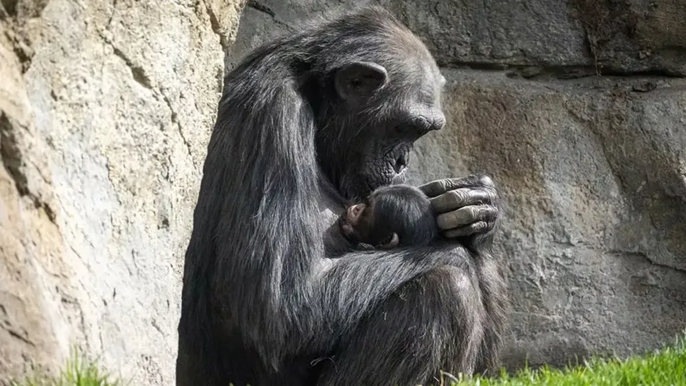 La Desgarradora Historia de Natalia, la Chimpancé que Llora a su Cría en el Bioparc de Valencia