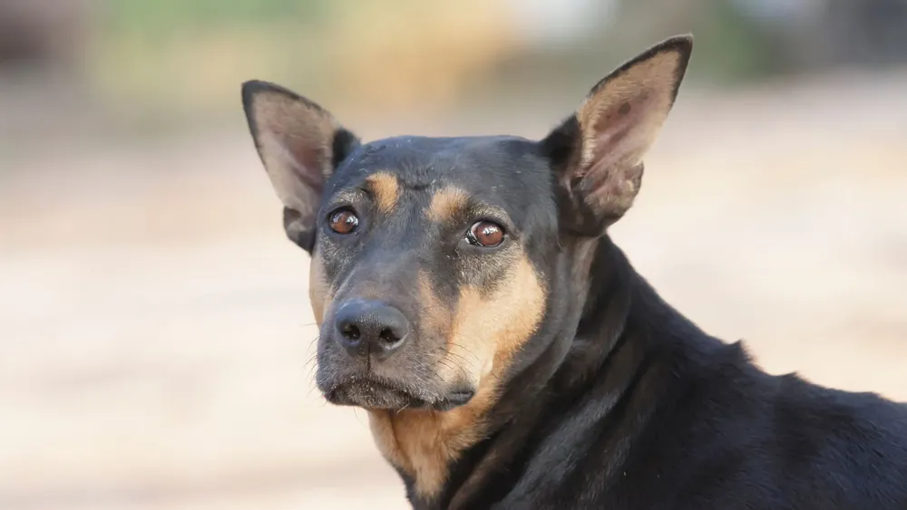 presentacion medicina y salud ilustrativo infantil celeste (5)