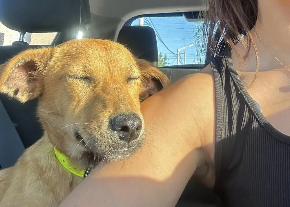 Perra-adoptada-del-area-municipal-de-Zoonosis-de-Trelew-e1702300879770