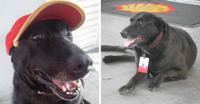 Perro-abandonado-en-estacion-de-servicio-tiene-trabajo-696x365