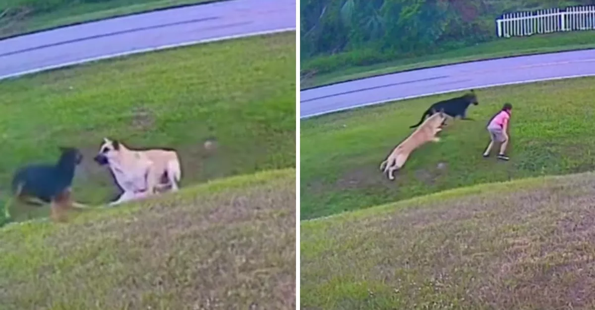 perrito-defendio-a-su-dueno-de-ataque-de-otro-perro