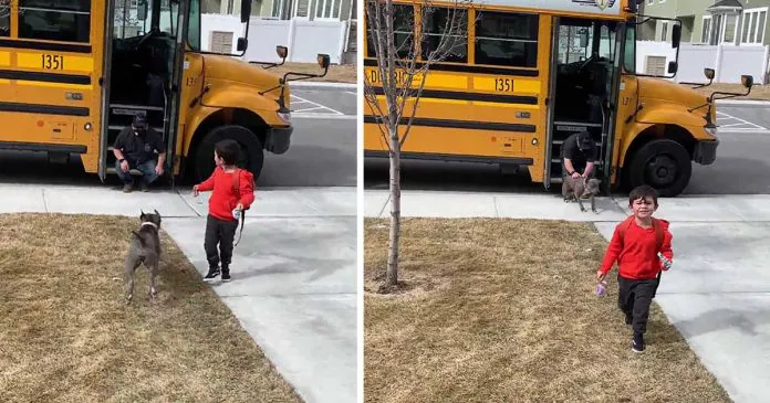 Pitbull-agradece-al-conductor-del-autobus-todos-los-dias-por-traer-a-su-hermanito-696x365