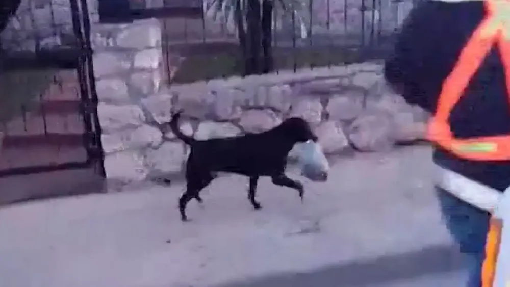 Bujía tenía un triste destino en la calle, pero un curioso encuentro le cambió la vida
